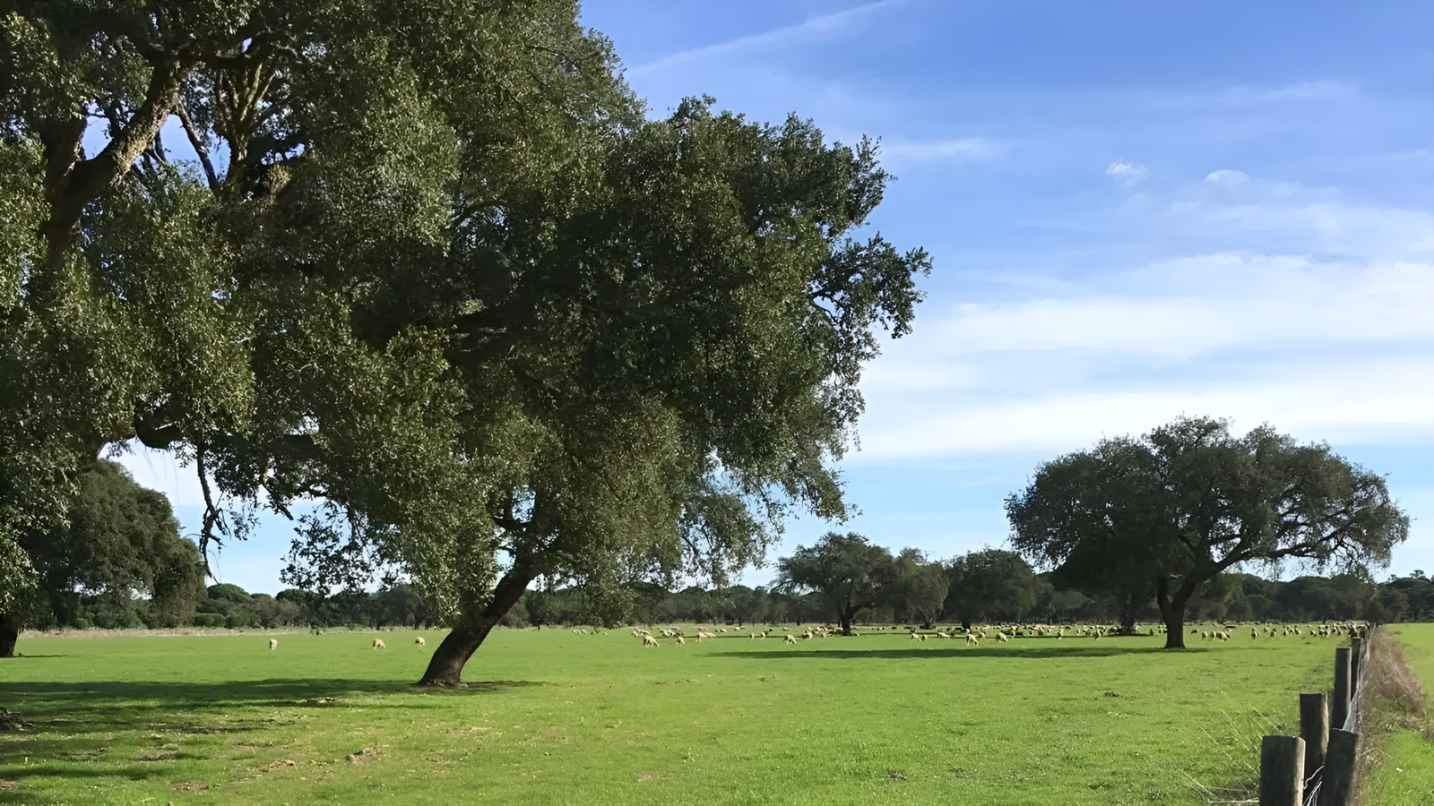 Imagem: Divulgação - Alcácer do Sal volta a rejeitar mina com 7 mil hectares por riscos ambientais e sociais